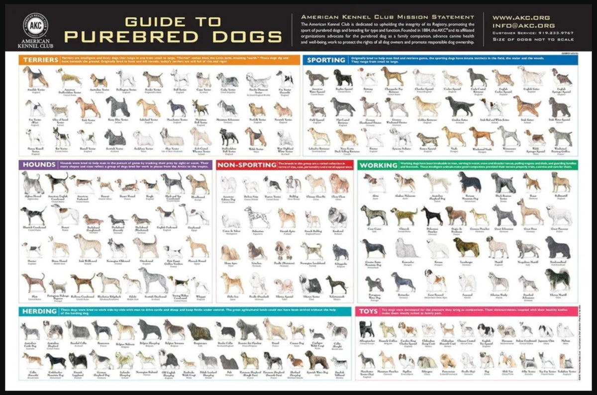 AKC Breeds Poster AKC Museum of the Dog Store