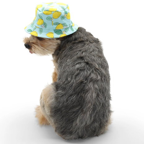 Summery Dog Bucket Hats