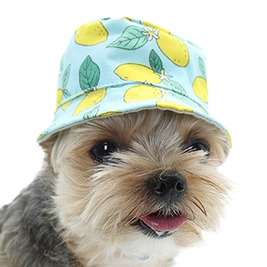Summery Dog Bucket Hats