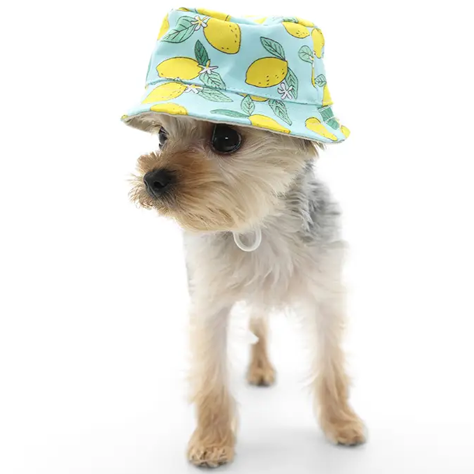 Summery Dog Bucket Hats