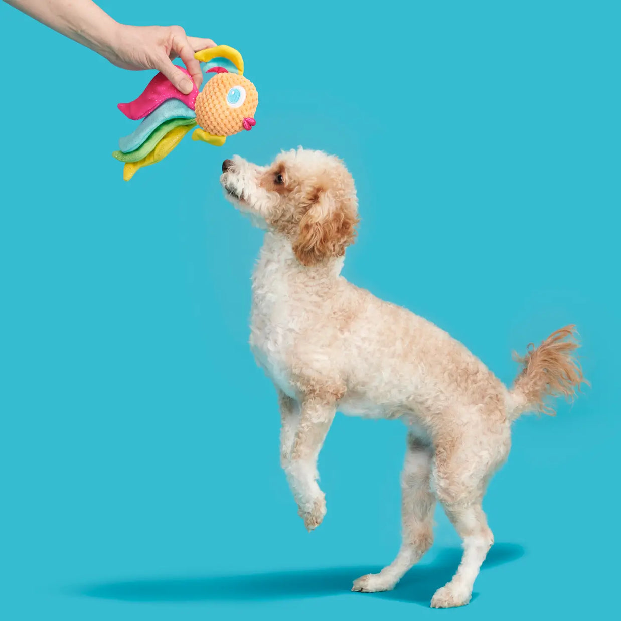 Cheeky Squeaky Dog Toys