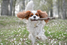 Load image into Gallery viewer, The Sticks Line of Floating Dog Fetch Toys from Dog Owners&#39; Outdoor Goods
