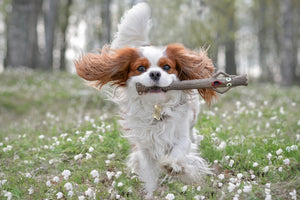 The Sticks Line of Floating Dog Fetch Toys from Dog Owners' Outdoor Goods