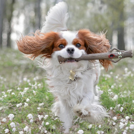 The Sticks Line of Floating Dog Fetch Toys