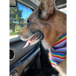 Handwoven & Fair-Trade Dog Bandanas
