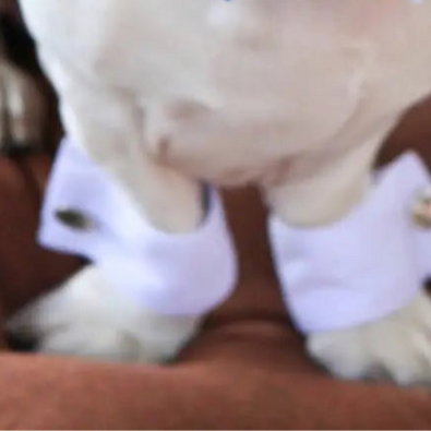 Tuxedo Paw Cuffs