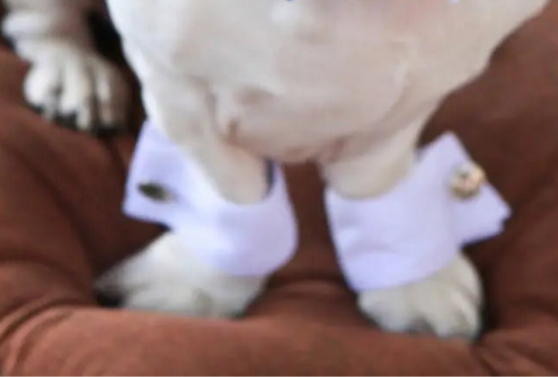 Tuxedo Paw Cuffs
