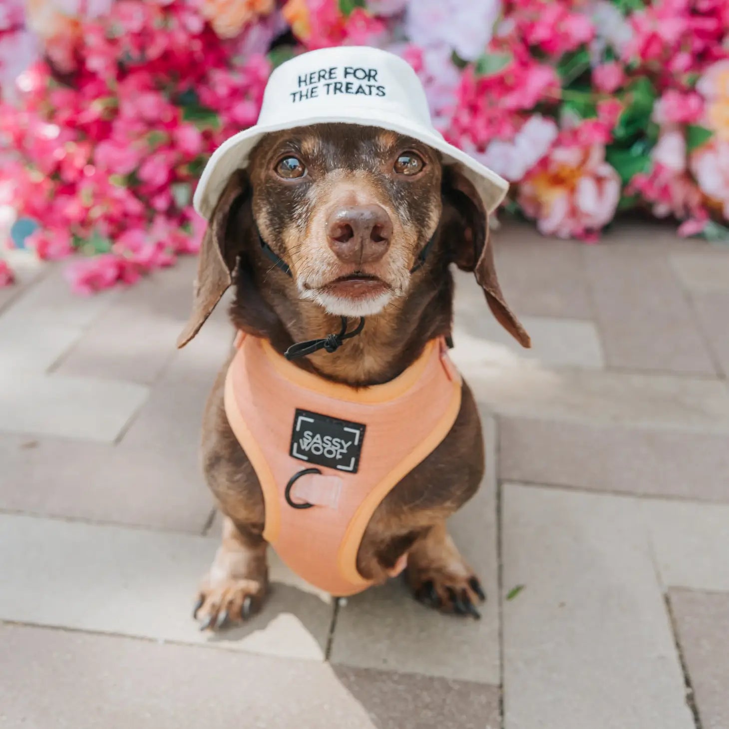 Dog Sized Bucket Hats – AKC Museum of the Dog Store