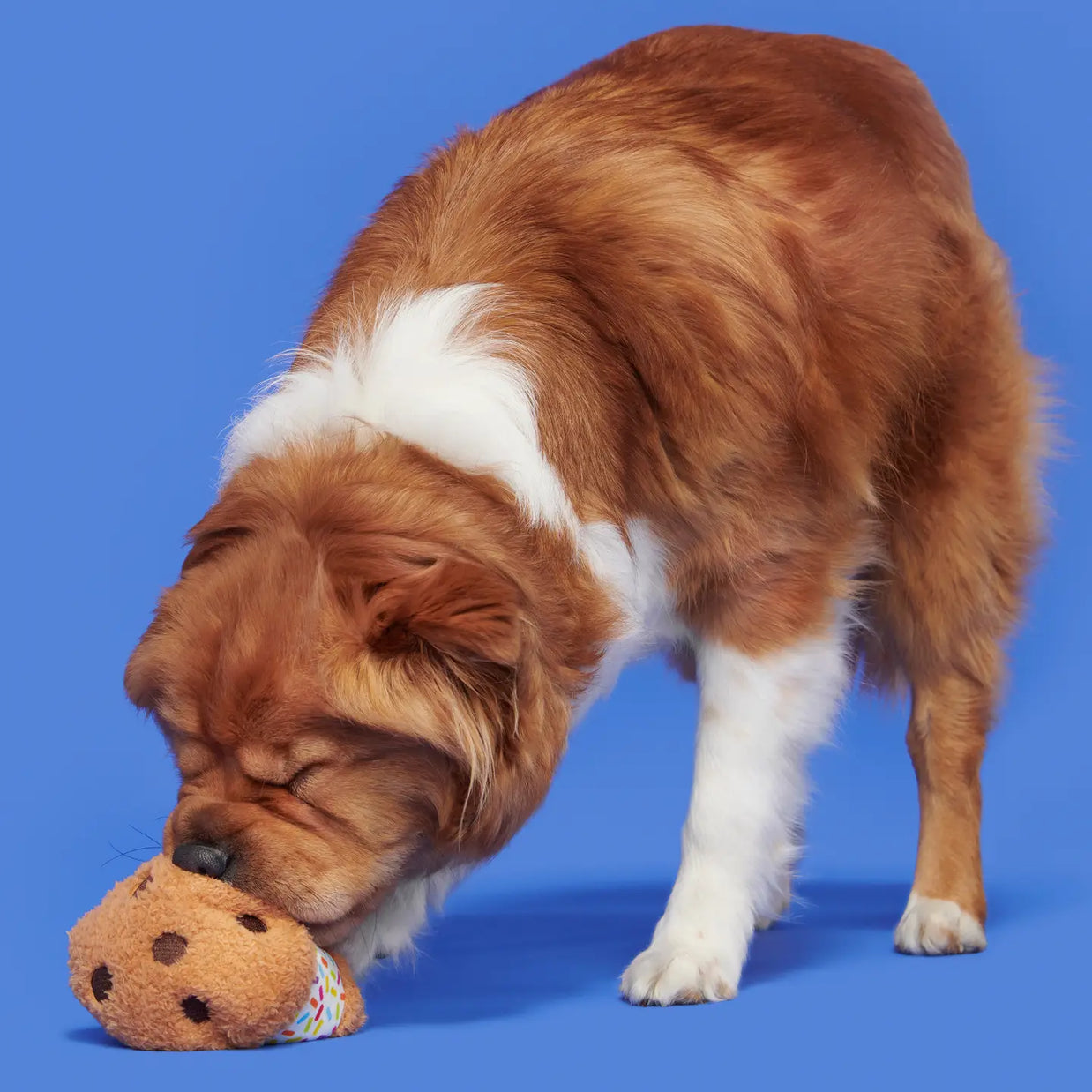 Cheeky Squeaky Dog Toys