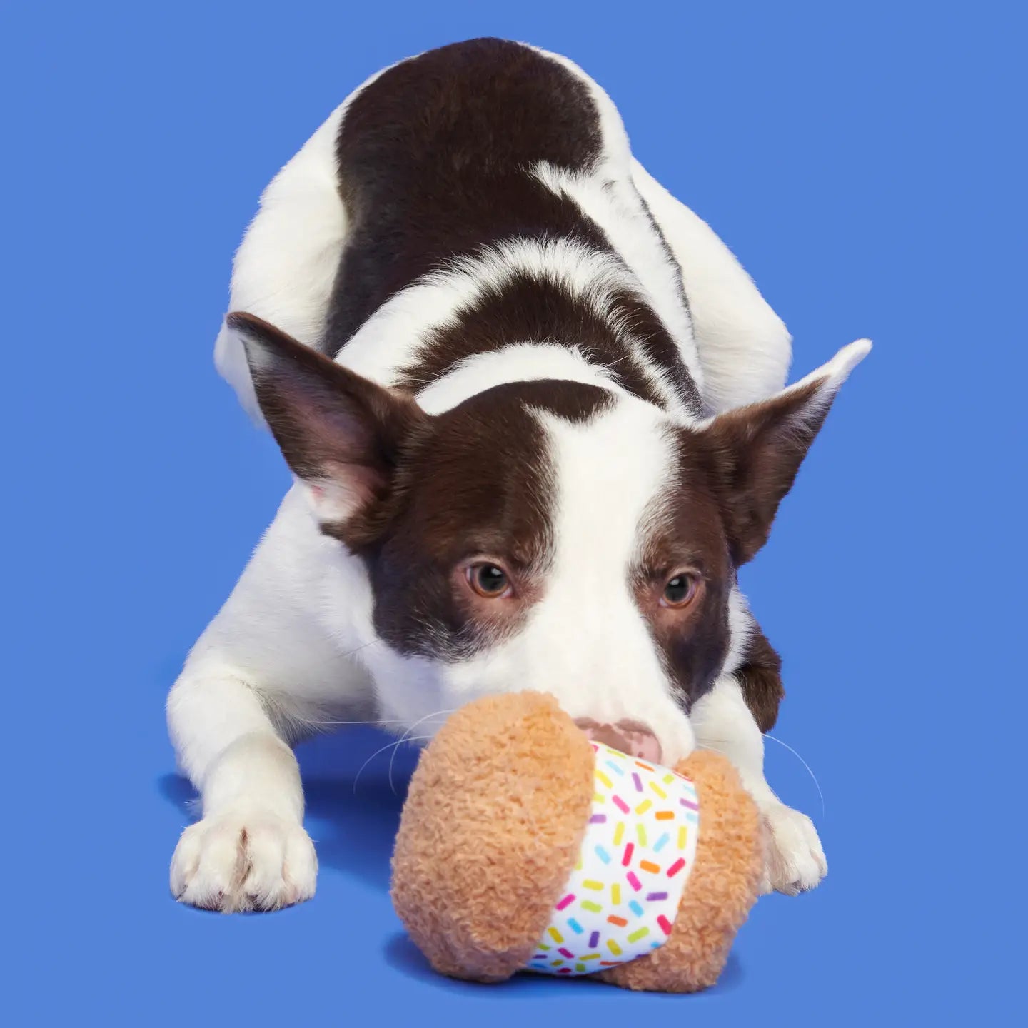 Cheeky Squeaky Dog Toys