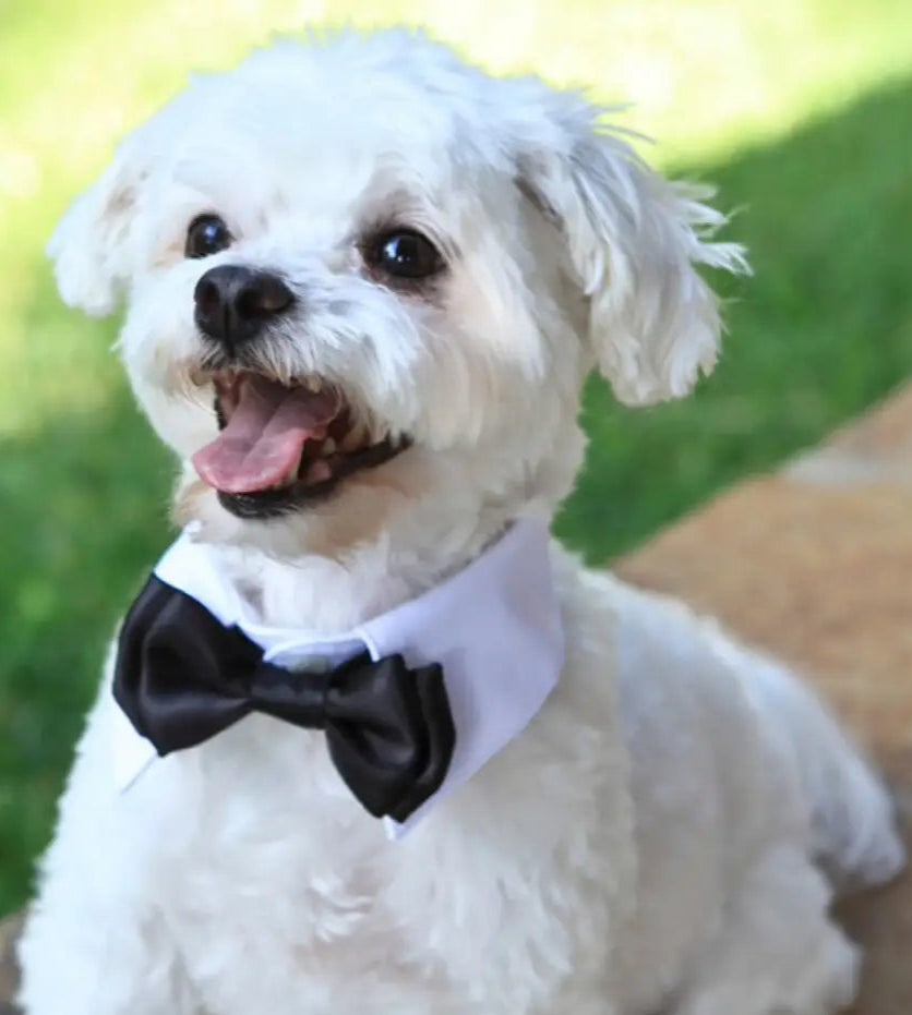 Tuxedo Dog Collars