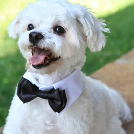 Tuxedo Dog Collars