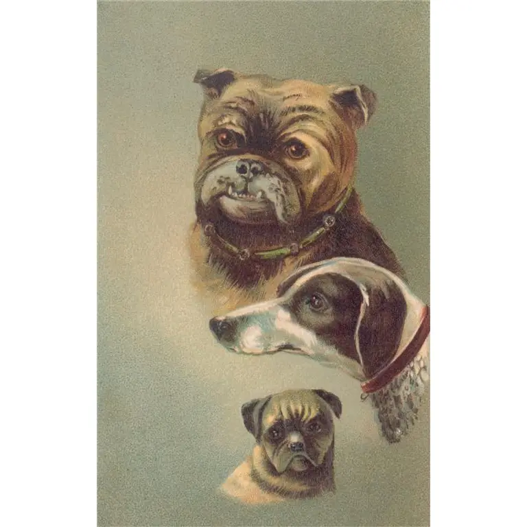 Vintage Style Dog Faces Magnets