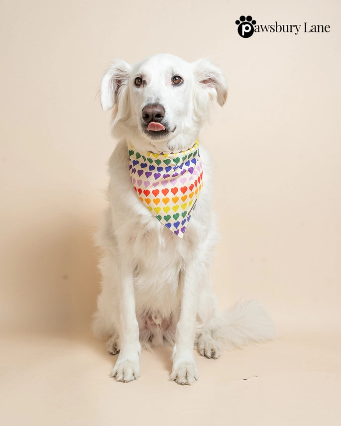 Matching Dog Bandana and Human Hair Accessories