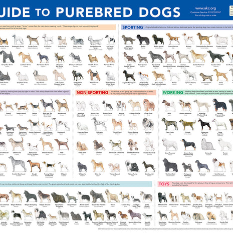 AKC Breeds Poster