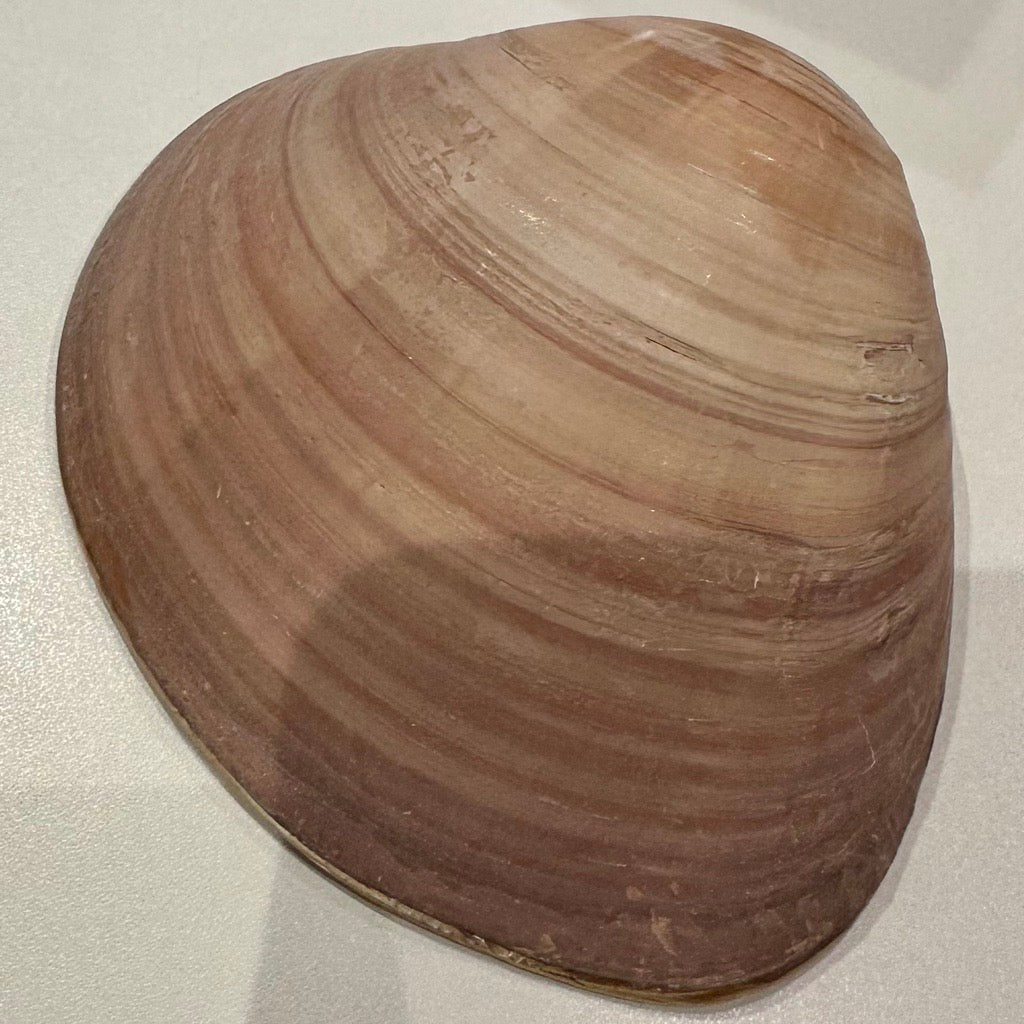 Decoupaged Trinket Shells