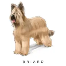 Breed Note Cards - Over 35 Breeds Offered!