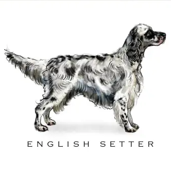 Breed Note Cards - Over 35 Breeds Offered!