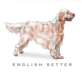 Breed Note Cards - Over 35 Breeds Offered!
