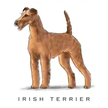 Breed Note Cards - Over 30 Breeds Offered!
