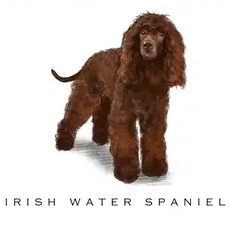 Breed Note Cards - Over 30 Breeds Offered!