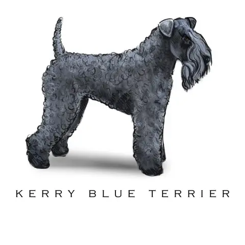 Breed Note Cards - Over 35 Breeds Offered!