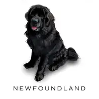 Breed Note Cards - Over 30 Breeds Offered!