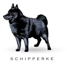 Breed Note Cards - Over 30 Breeds Offered!