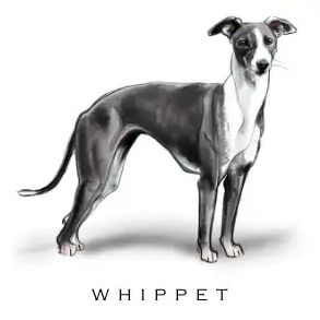 Breed Note Cards - Over 30 Breeds Offered!