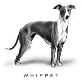 Breed Note Cards - Over 30 Breeds Offered!
