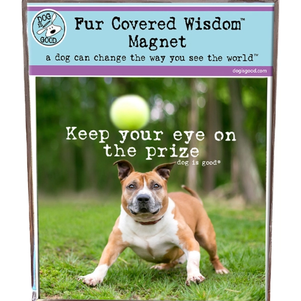 Oval and Square Magnets