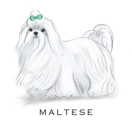 Breed Note Cards - Over 30 Breeds Offered!