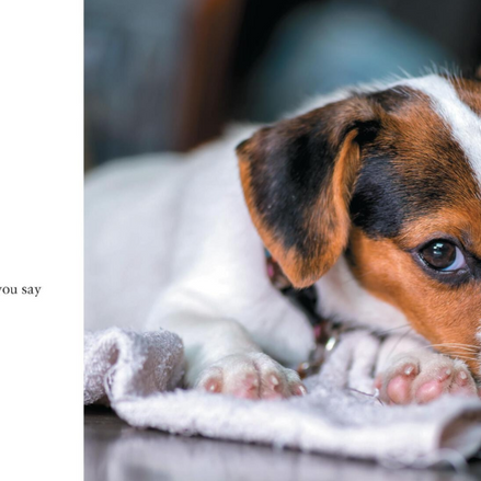 What I Lick Before Your Face & Other Haikus by Dogs