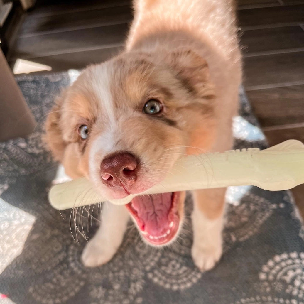 Fetch & Glow Stick from Spunky Pup