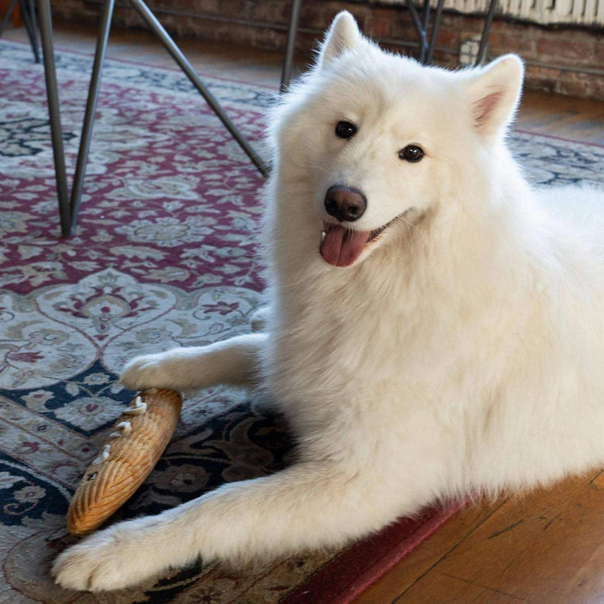 Cafe Themed Dog Toys