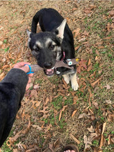 Load image into Gallery viewer, The Sticks Line of Floating Dog Fetch Toys from Dog Owners&#39; Outdoor Goods
