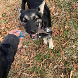 The Sticks Line of Floating Dog Fetch Toys