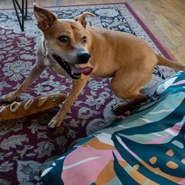 Cafe Themed Dog Toys