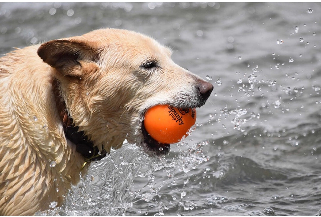 Fetch and Glow Balls