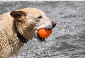 Fetch and Glow Balls from Spunky Pup