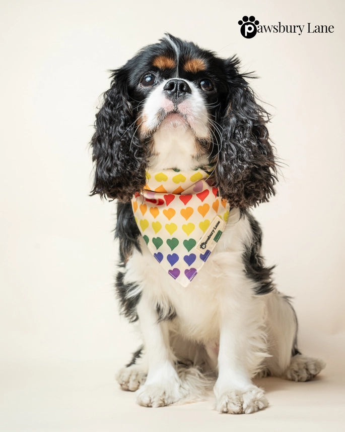 Matching Dog Bandana and Human Hair Accessories