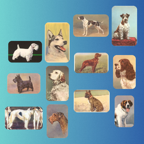 Vintage Breed Specific Print Postcard Pack