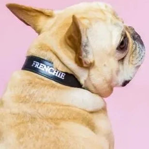 Frenchie Collar by Finn + Me
