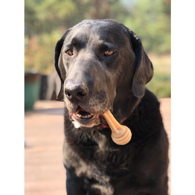 Honey Bone Nylon Chew
