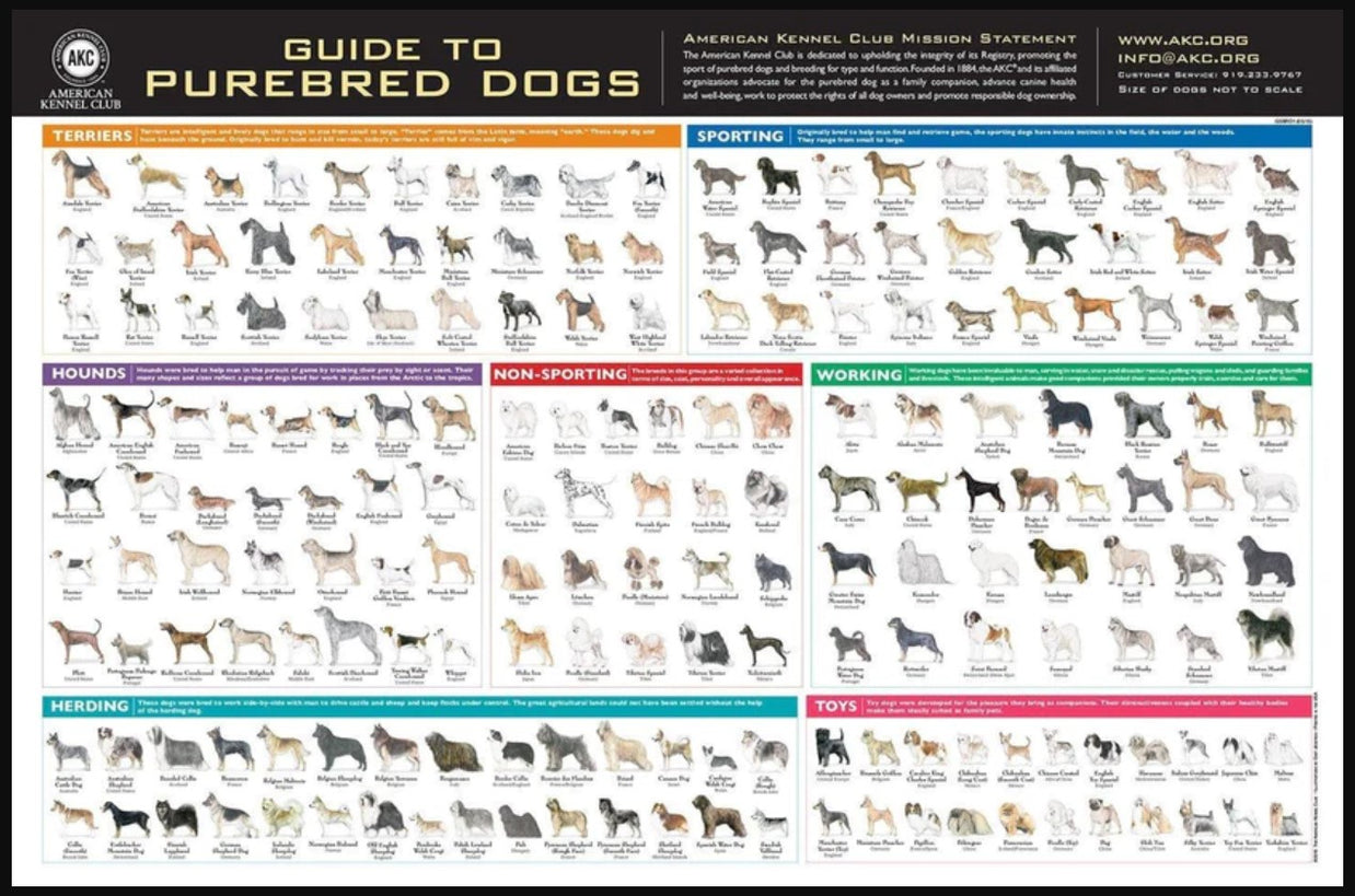 AKC Breeds Poster