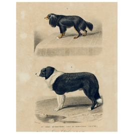 Cavalier and Border Collie Rectangular Tray