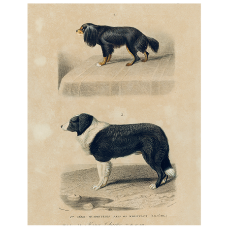 Cavalier and Border Collie Rectangular Tray