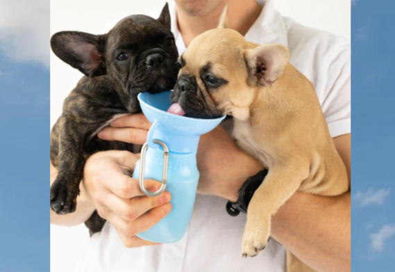 On The Go Dog Water Bottle Bowls