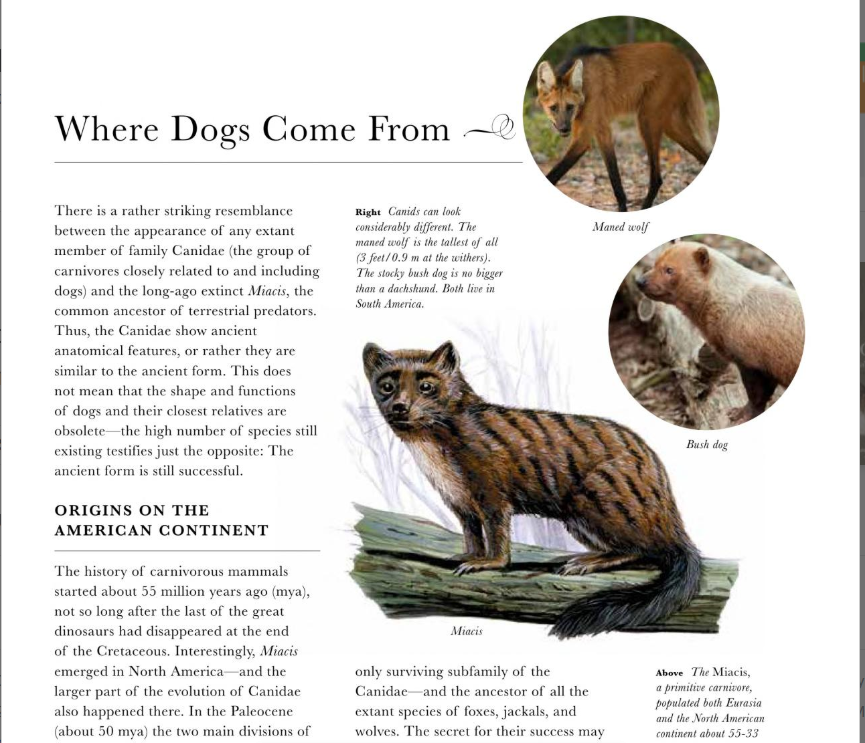 The Dog: A Natural History by Adam Miklosi