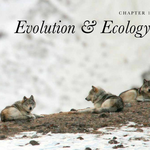 The Dog: A Natural History by Adam Miklosi